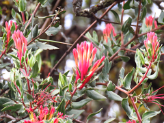 Tristerix longibracteatus
