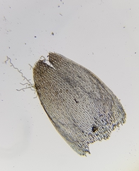 Sphagnum denticulatum