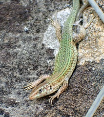 Podarcis pityusensis