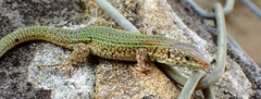 Podarcis pityusensis