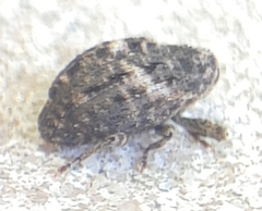 Cryptorhynchus fuscatus