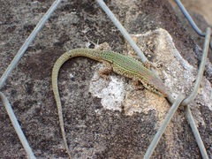 Podarcis pityusensis