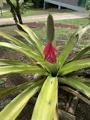 Aechmea mariae-reginae