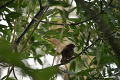 Luscinia megarhynchos