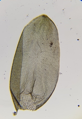 Sphagnum denticulatum