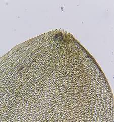 Sphagnum denticulatum