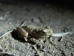 Hyperolius viridiflavus