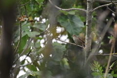 Luscinia megarhynchos