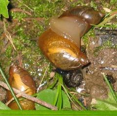 Oxyloma retusum