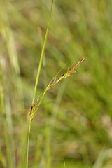 Carex distachya