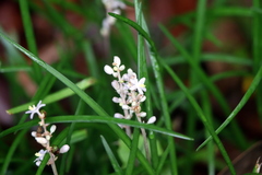 Ophiopogoneae