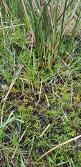 Sphagnum denticulatum