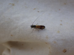 Nemophora albiciliellus