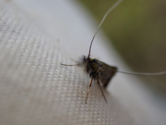 Nemophora albiciliellus