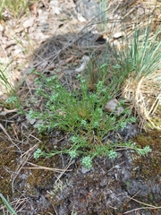 Scleranthus perennis