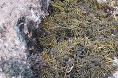 Sargassum fusiforme