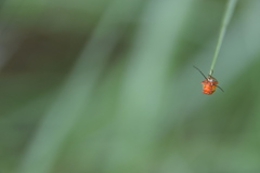 Rhagonycha fulva