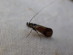 Nemophora albiciliellus