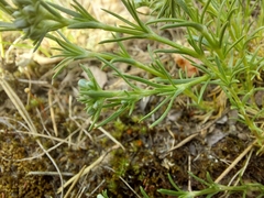 Scleranthus perennis