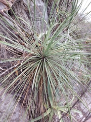 Agave cryptica