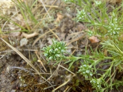 Scleranthus perennis