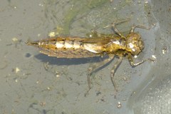 Aeshna cyanea