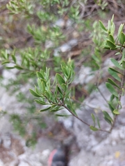Mortonia greggii