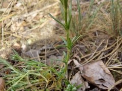 Scleranthus perennis