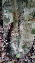 Marasmiellus alliiodorus