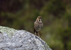 Grallaria andicolus