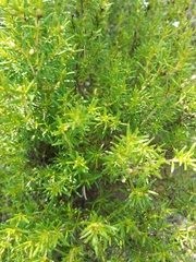 Arcytophyllum thymifolium