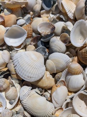 Cerastoderma glaucum