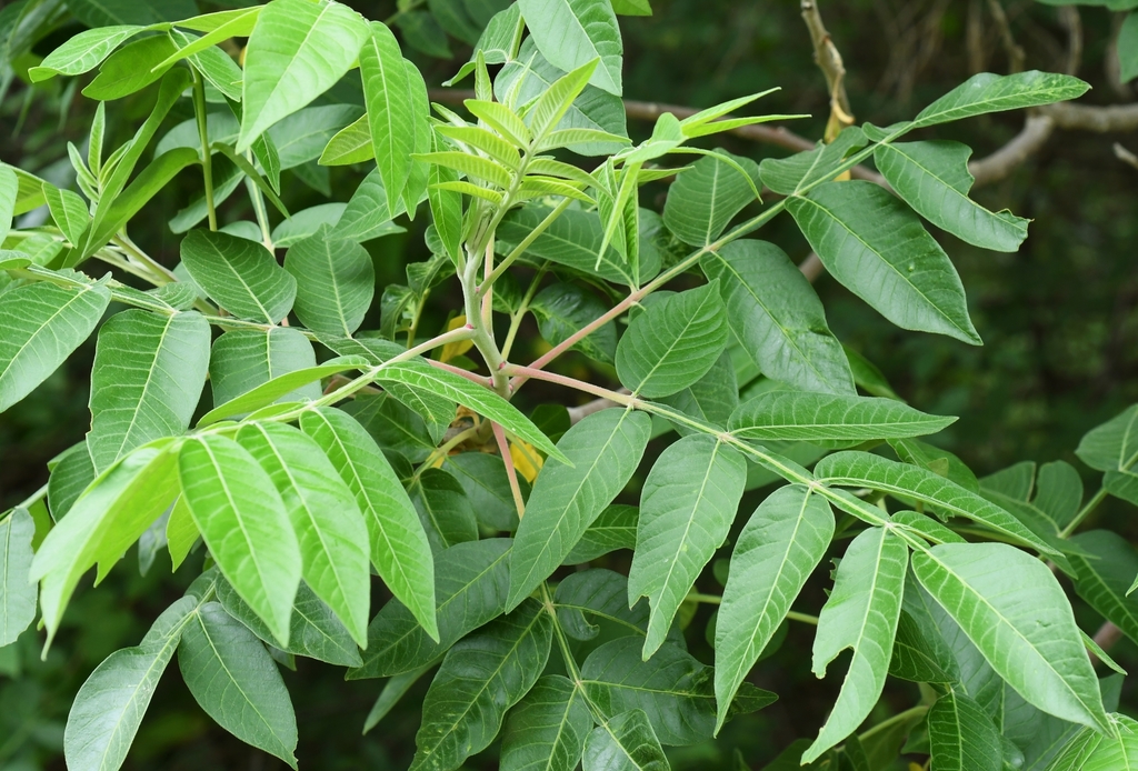 shining sumac from AR-170, West Fork, AR 72774, USA on May 22, 2022 at ...