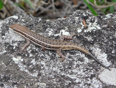 Trachylepis varia