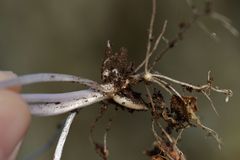 Ranunculus monspeliacus
