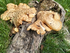 Cerioporus squamosus