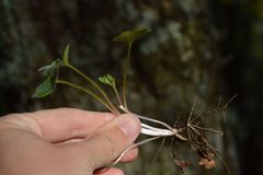 Ranunculus monspeliacus