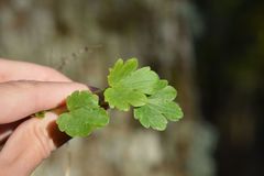 Ranunculus monspeliacus