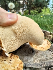 Cerioporus squamosus