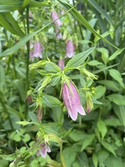 Campanula punctata
