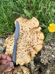 Cerioporus squamosus