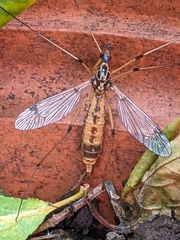 Hesperotipula