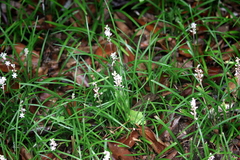 Ophiopogoneae