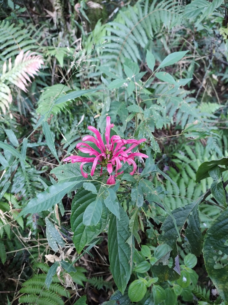 Justicia carnea, Fernandes Pinheiro - PR, Brasil