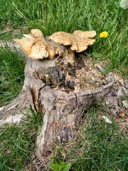 Cerioporus squamosus