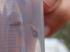 Nemophora albiciliellus