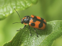 Cryptocephalus quinquepunctatus