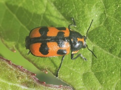 Cryptocephalus quinquepunctatus