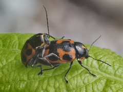 Cryptocephalus quinquepunctatus
