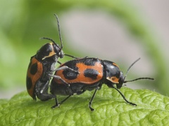 Cryptocephalus quinquepunctatus